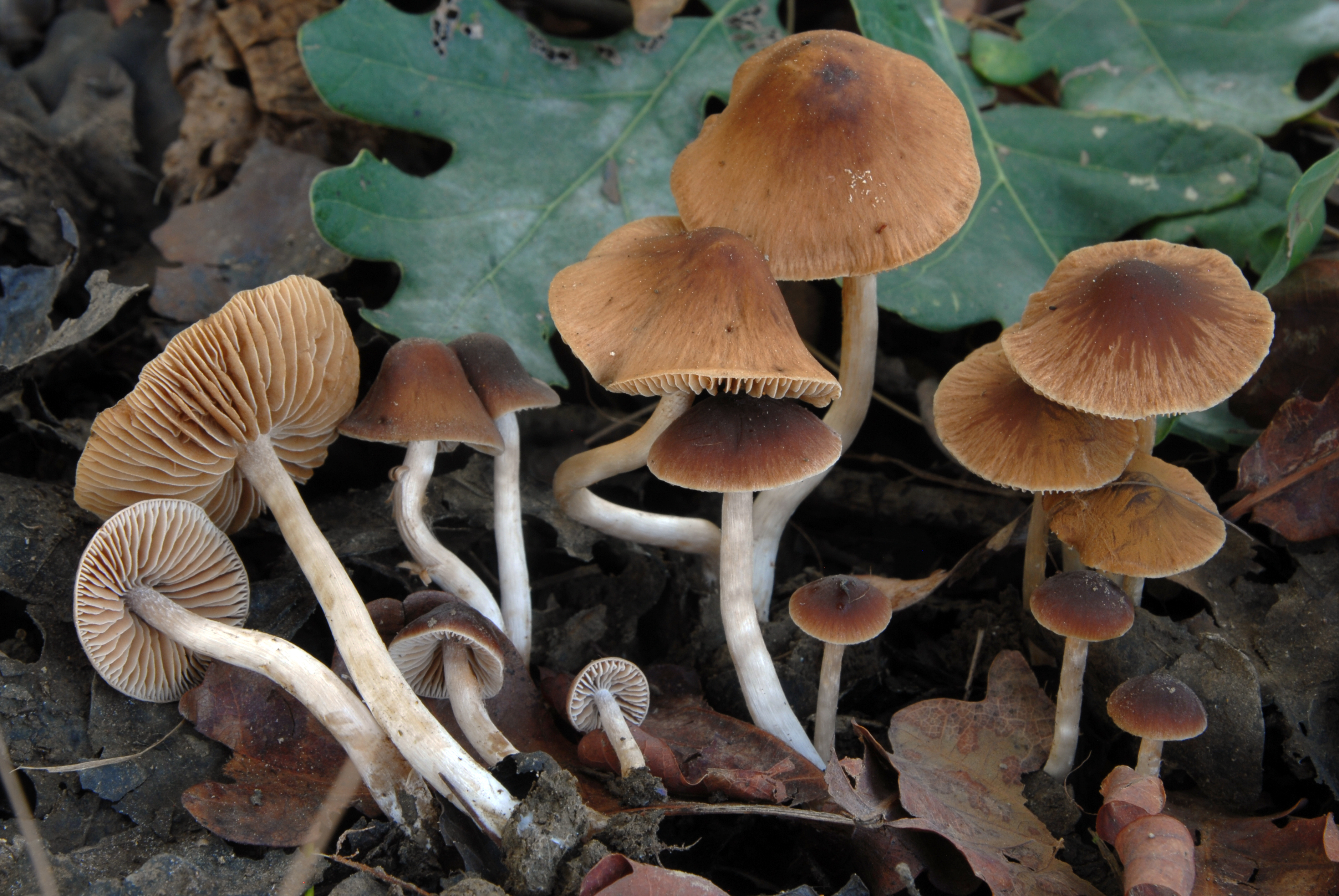 Foto Alnicola macrospora
